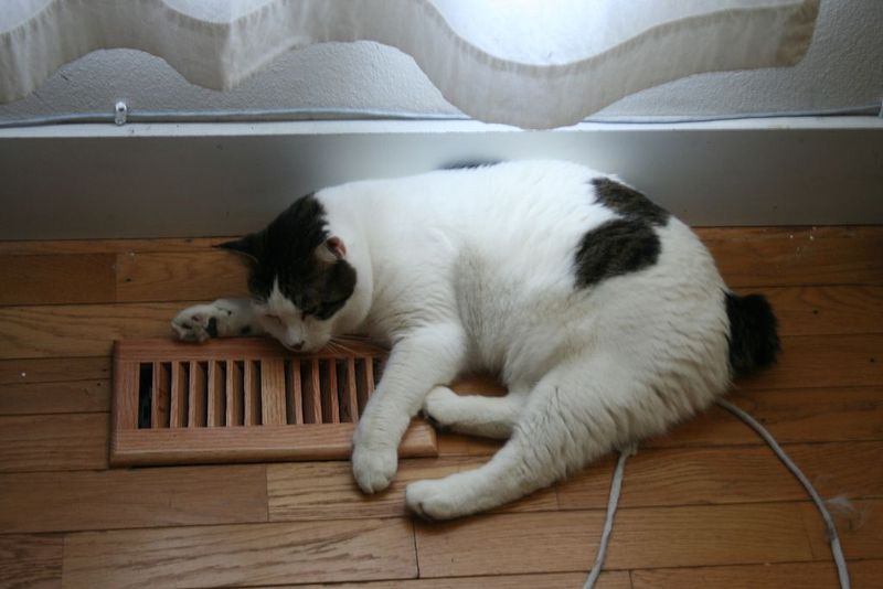 Temperature Sensitivity