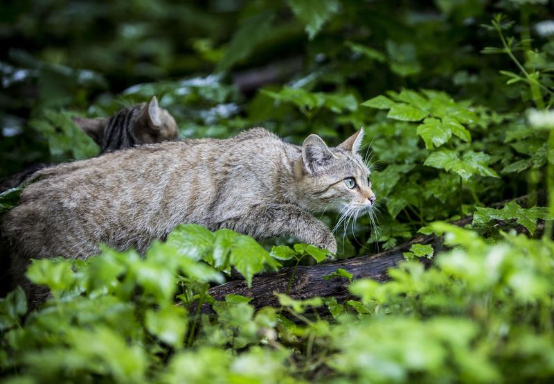 Territorial Instincts
