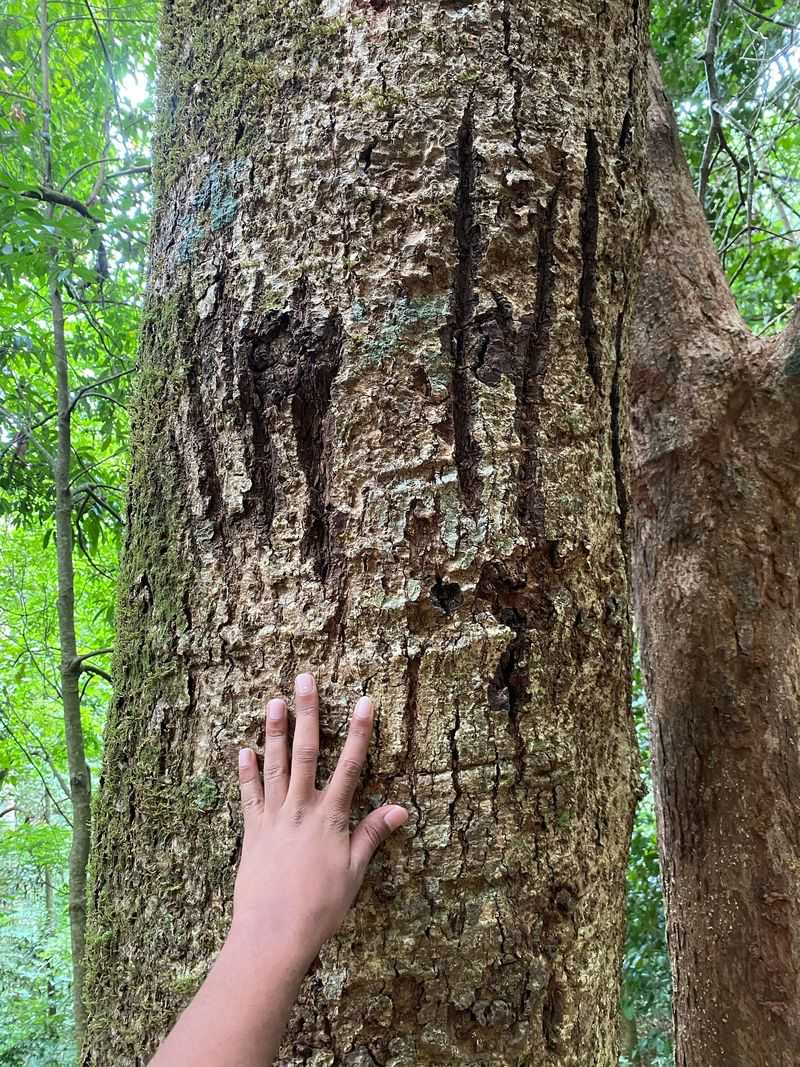 Territorial Scrapes and Scratch Marks