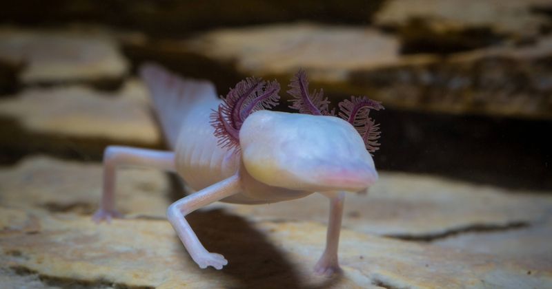 Texas Blind Salamander