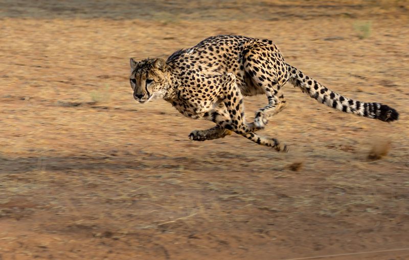 The Agile Cheetah
