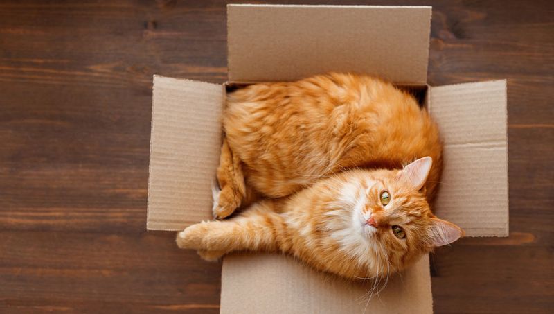 The Allure of the Box