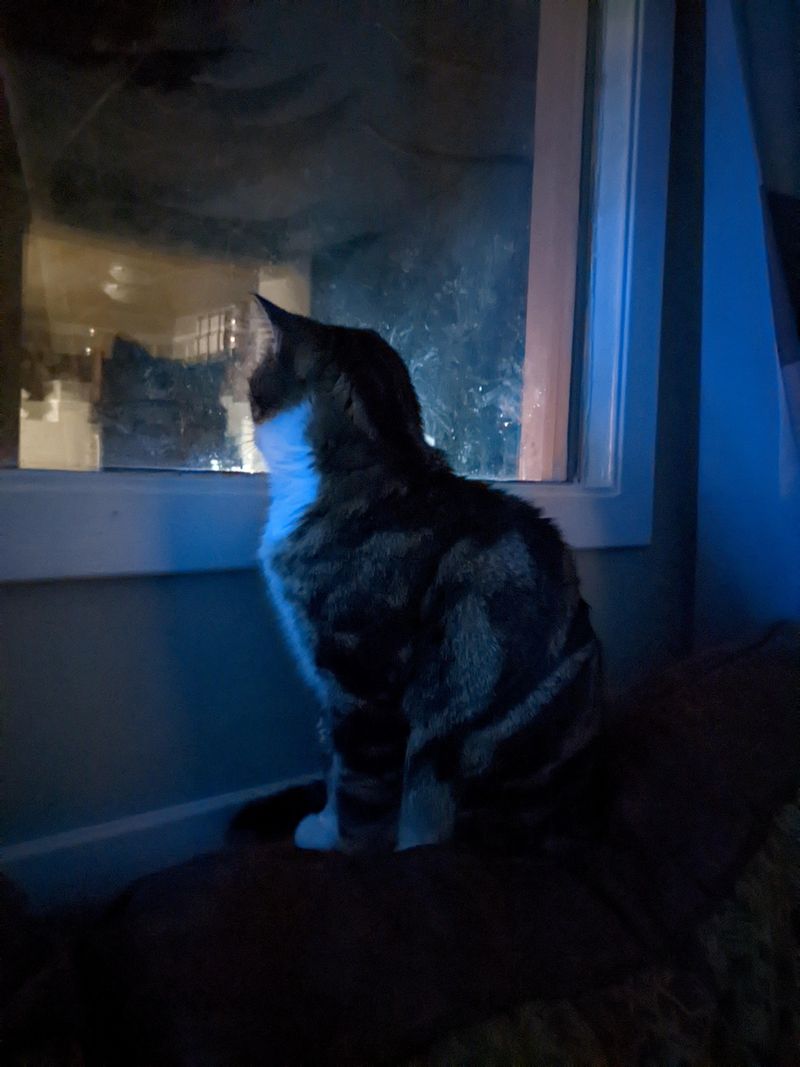 The Call of the Wild