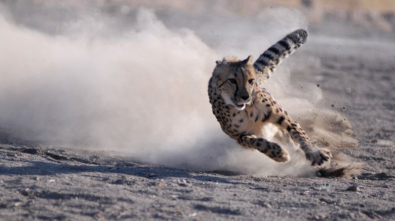 The Cheetah