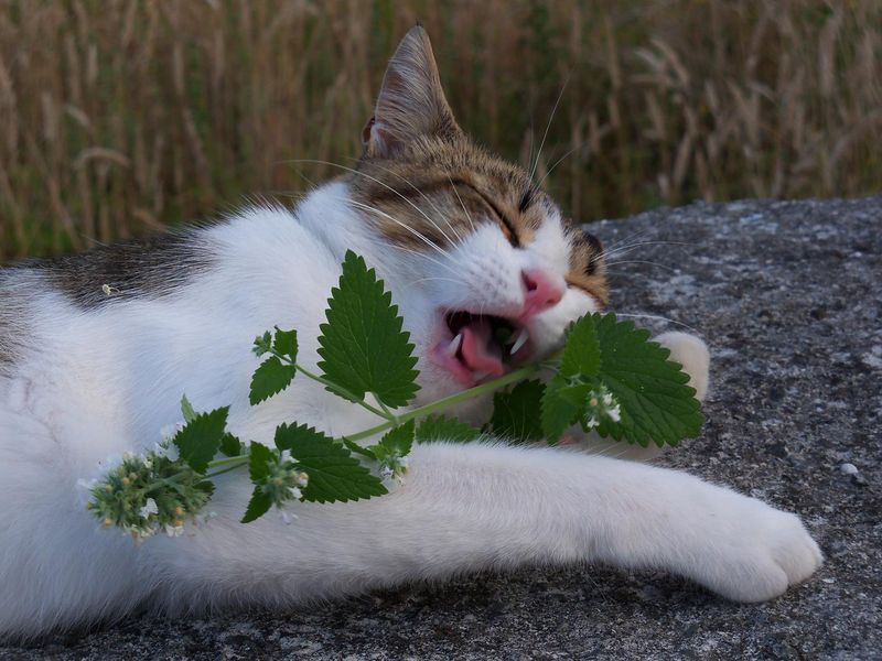 The Curious Case of Catnip