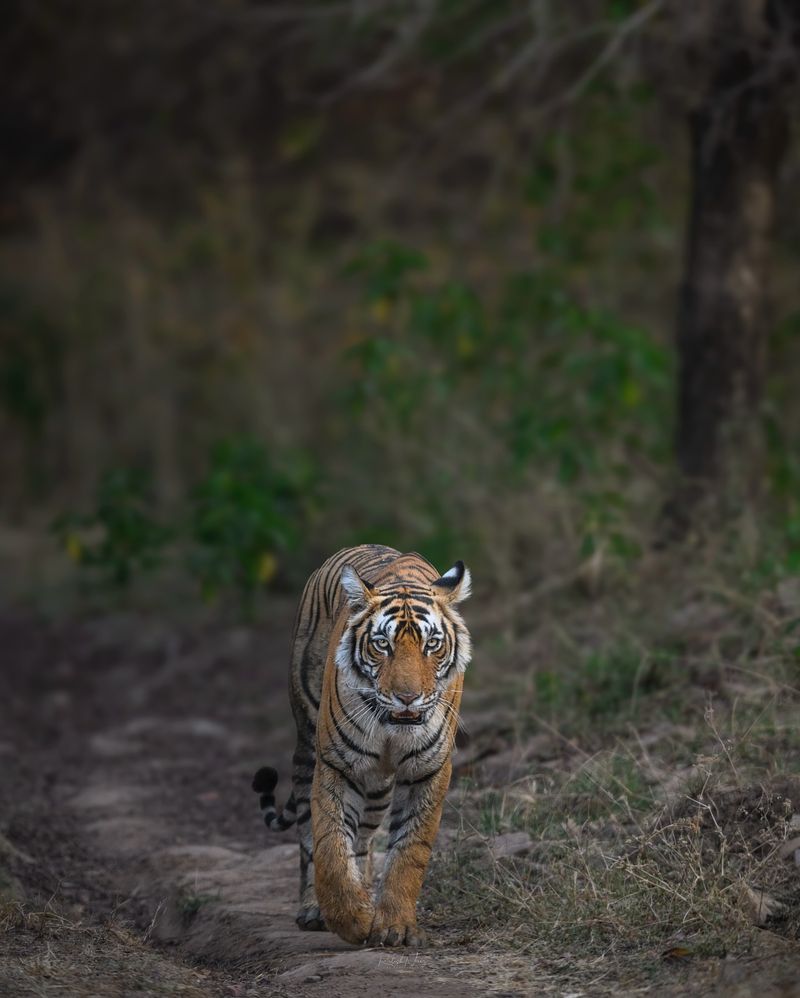 The Deafening Silence Before Spotting a Tiger