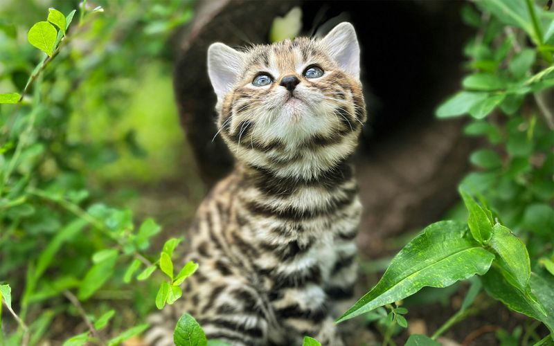 The Domestic Cat