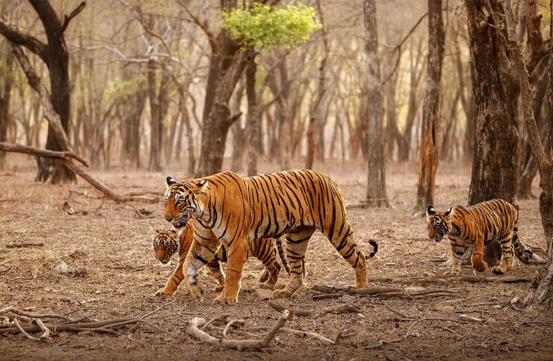 The Ethical Dilemmas of Modern Tracking