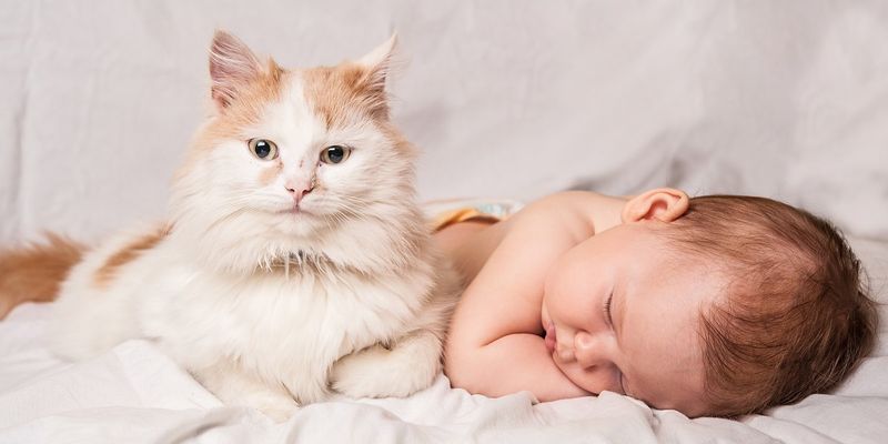 The Guardian of the Baby