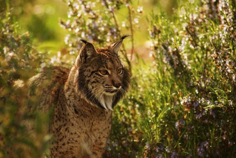 The Iberian Lynx
