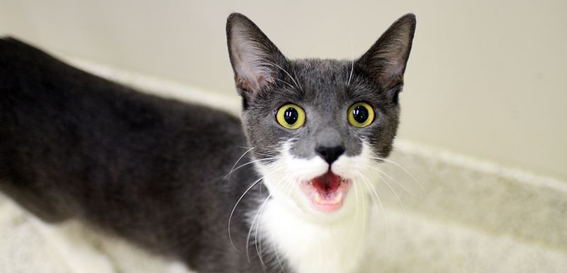 The Insistent Meow
