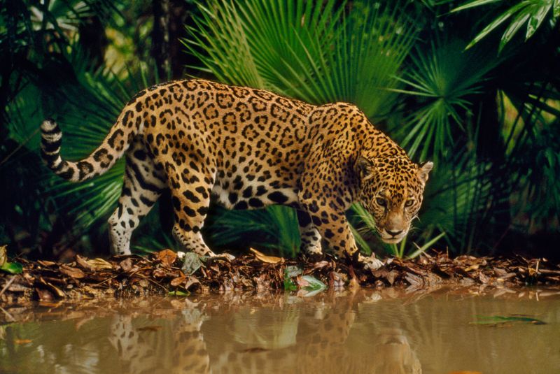 The Jaguar