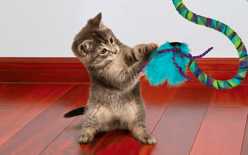 The Joy of Play