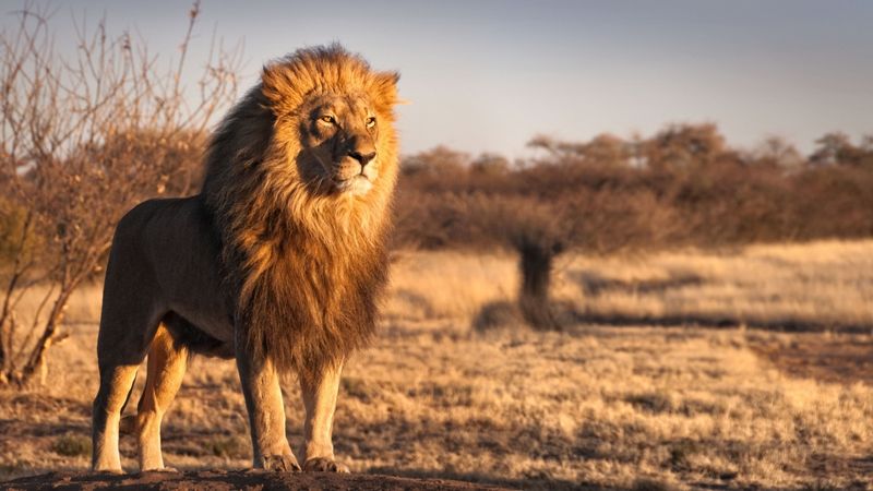 The Lion