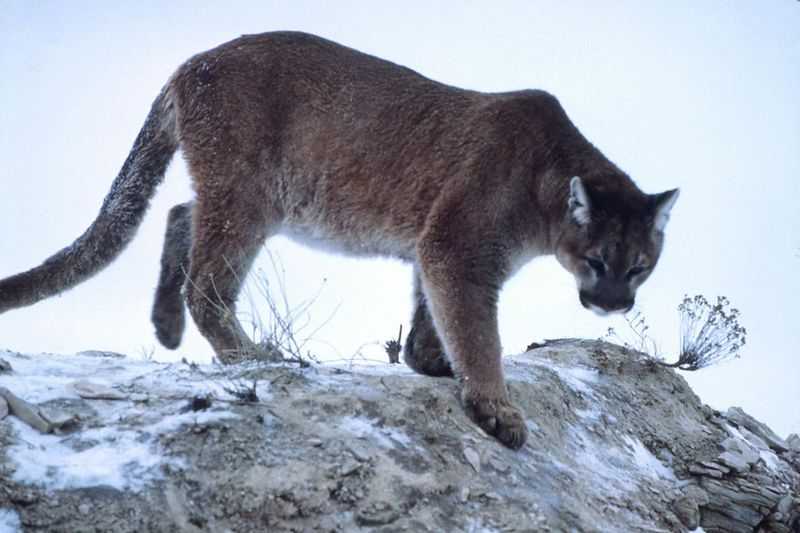 The Mysterious Cougar