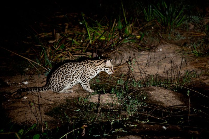 The Nocturnal Lifestyle of the Ocelot