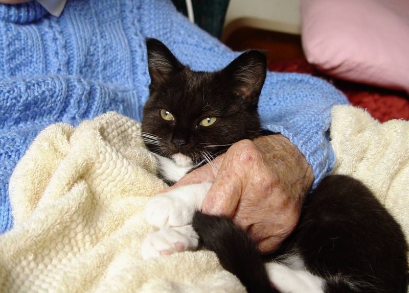 The Nursing Home Companion