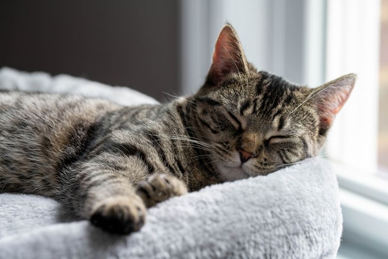 The Power Nap