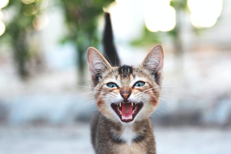 The Power of the Meow