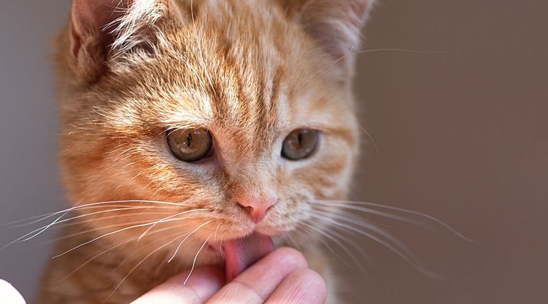 The Rare Moments of Unexpected Sweetness
