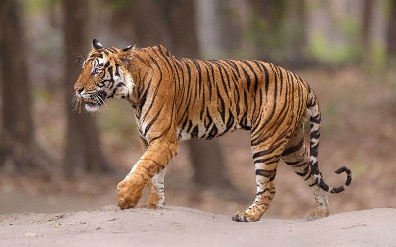 The Regal Bengal Tiger