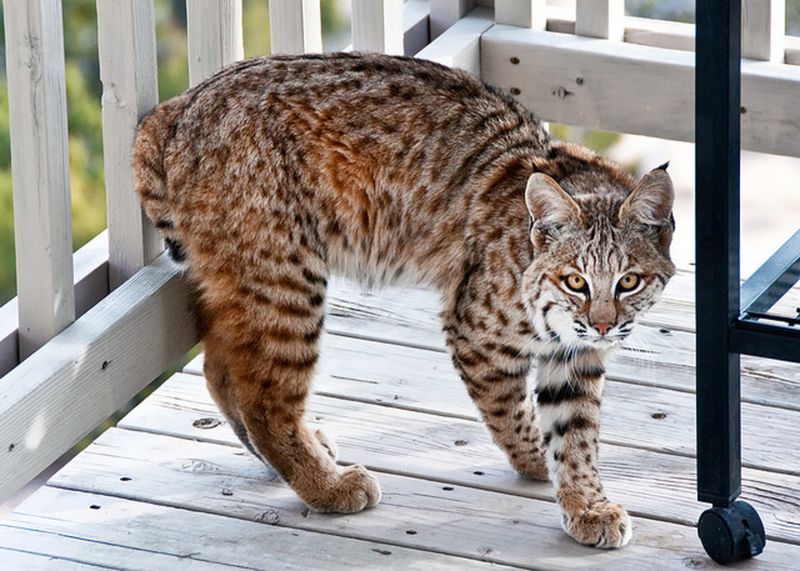 The Risks of Keeping Bobcats as Pets