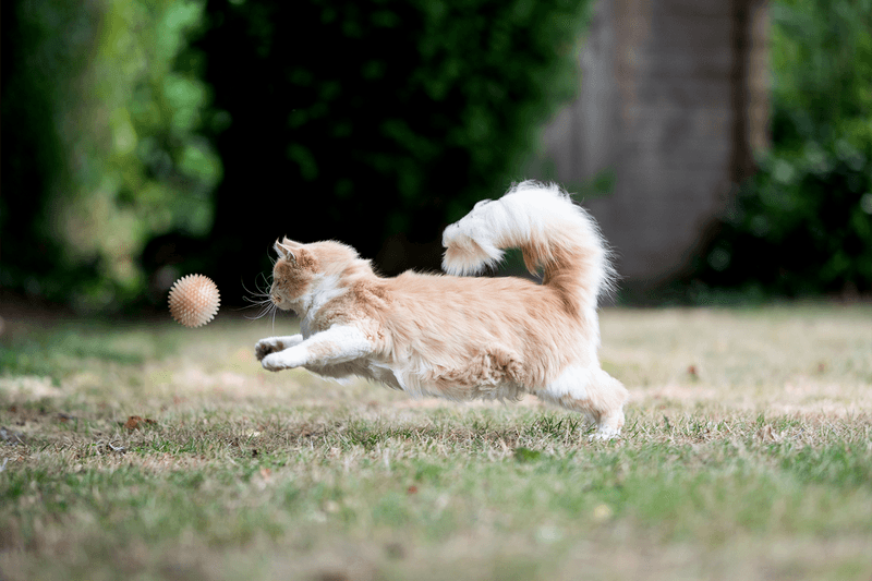 The Social Cat