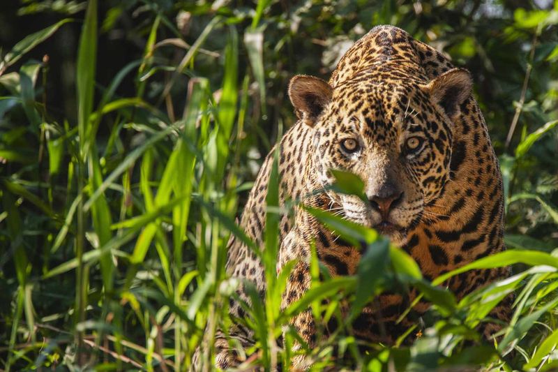 The Stealthy Jaguar