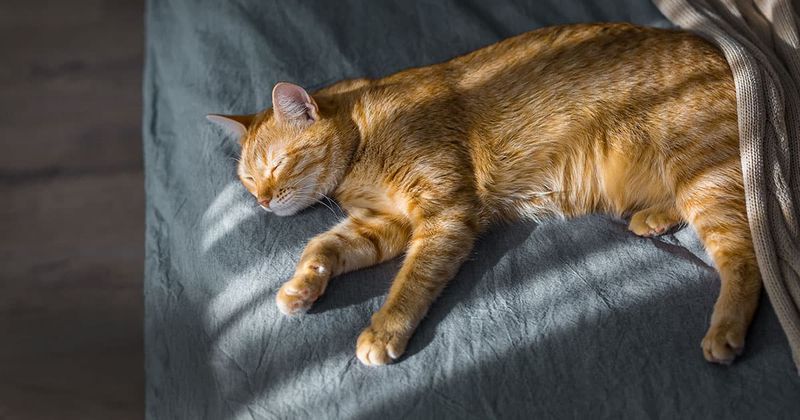 The Sunbeam Quest