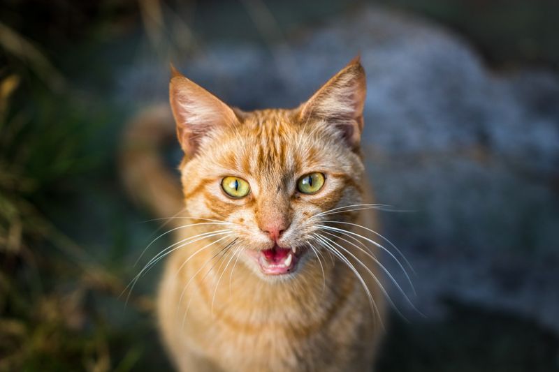 The Vocal Feline