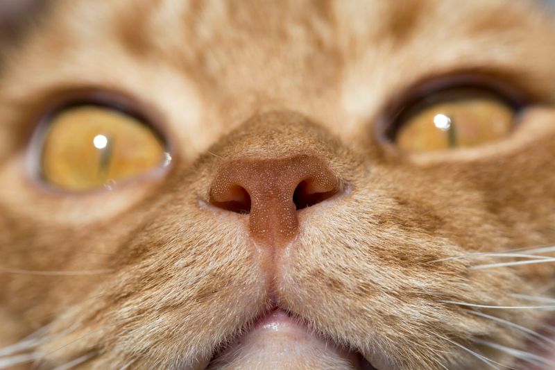Their Nose Prints Are Like Fingerprints