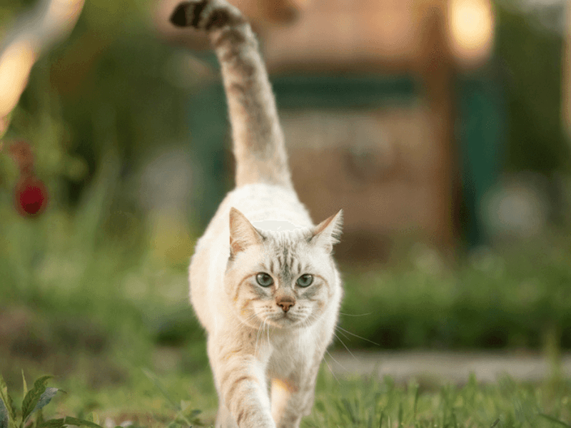 Their Tails Are Emotional Barometers