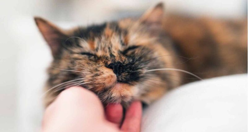 Therapeutic Effects of Purring
