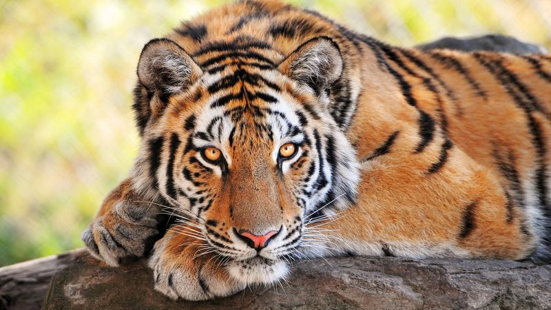 Tigers' Stealth and Ambush Tactics in Dense Forests