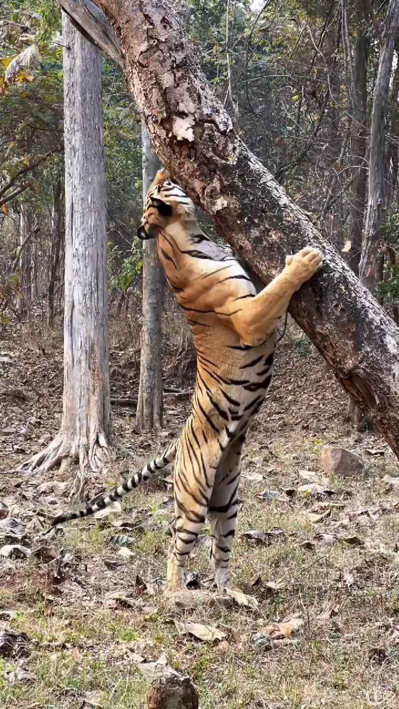Tigers