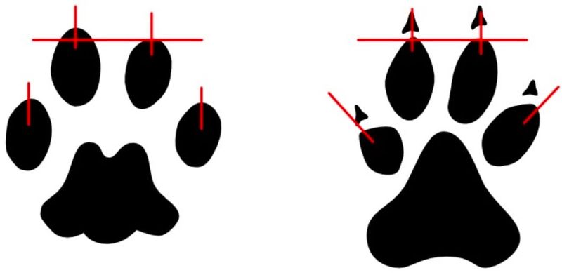 Toe Arrangement