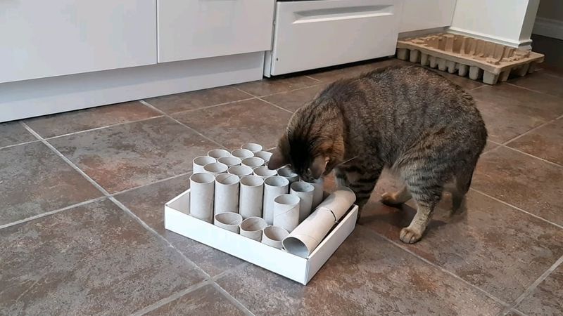 Toilet Paper Roll Puzzle Feeder