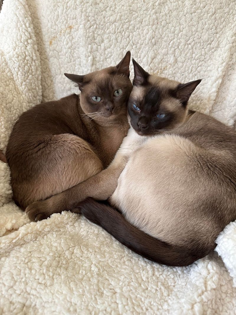 Tonkinese