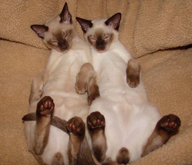 Tonkinese