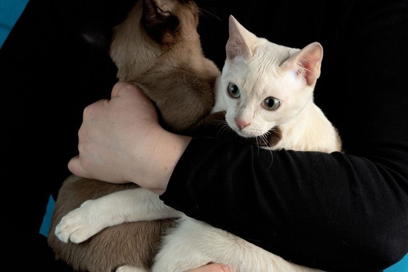 Tonkinese
