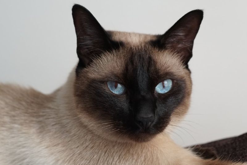 Tonkinese