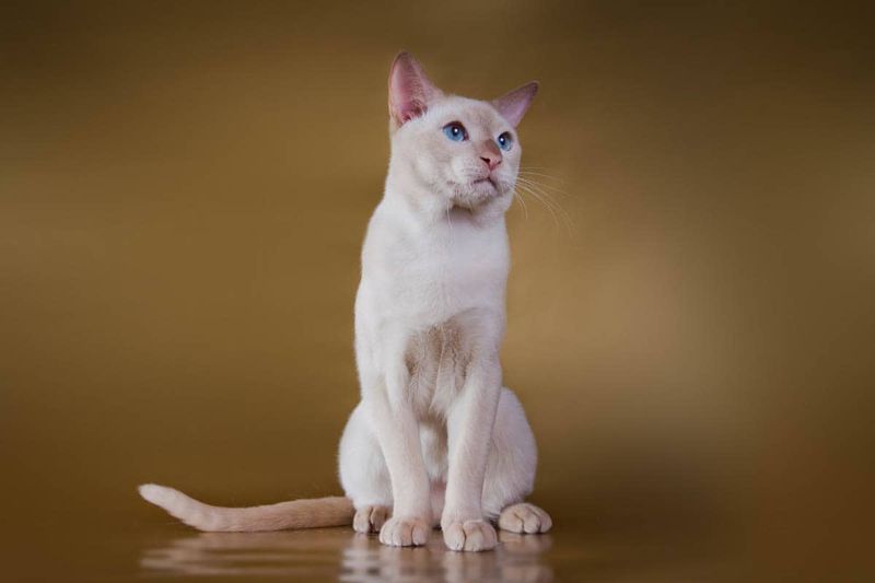 Tonkinese