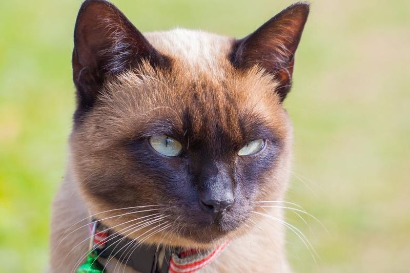 Tonkinese