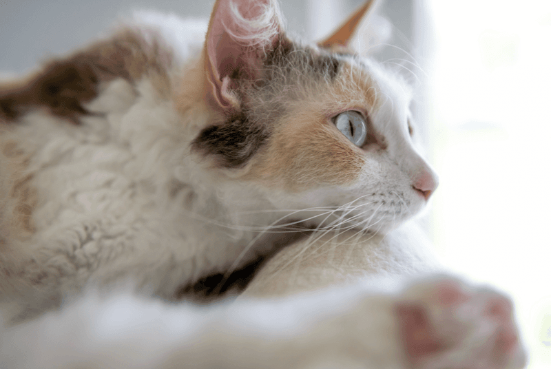 Tonkinese