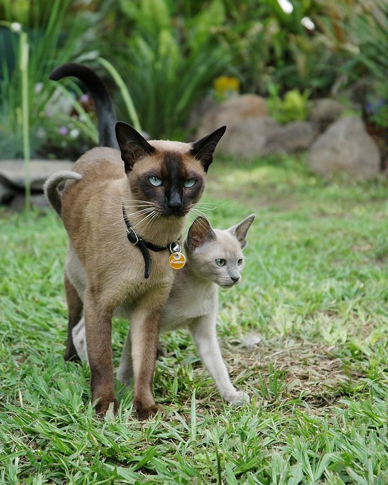 Tonkinese