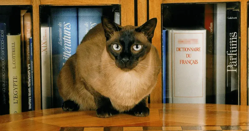 Tonkinese