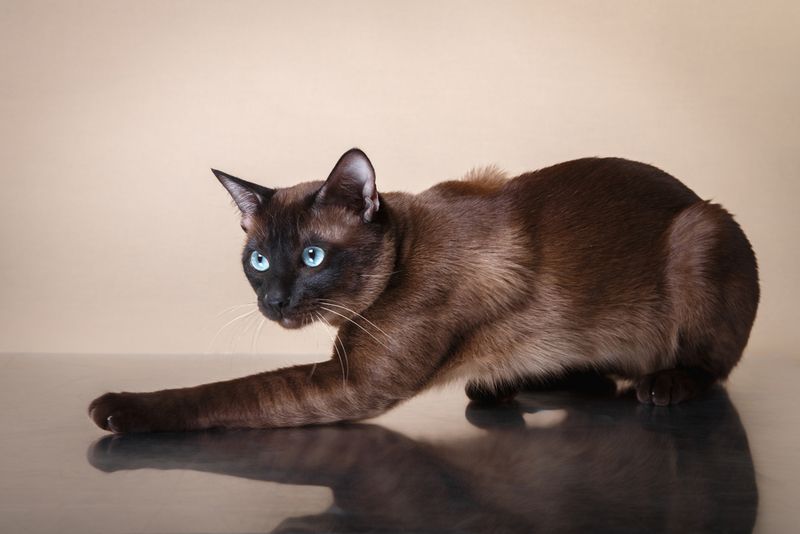 Tonkinese: Demanding Diva I Couldn't Handle