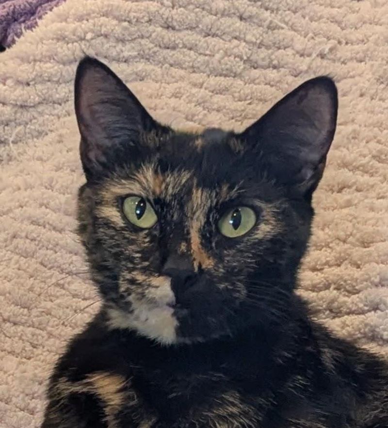Tortoiseshell