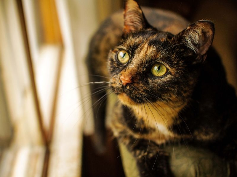 Tortoiseshell Cats