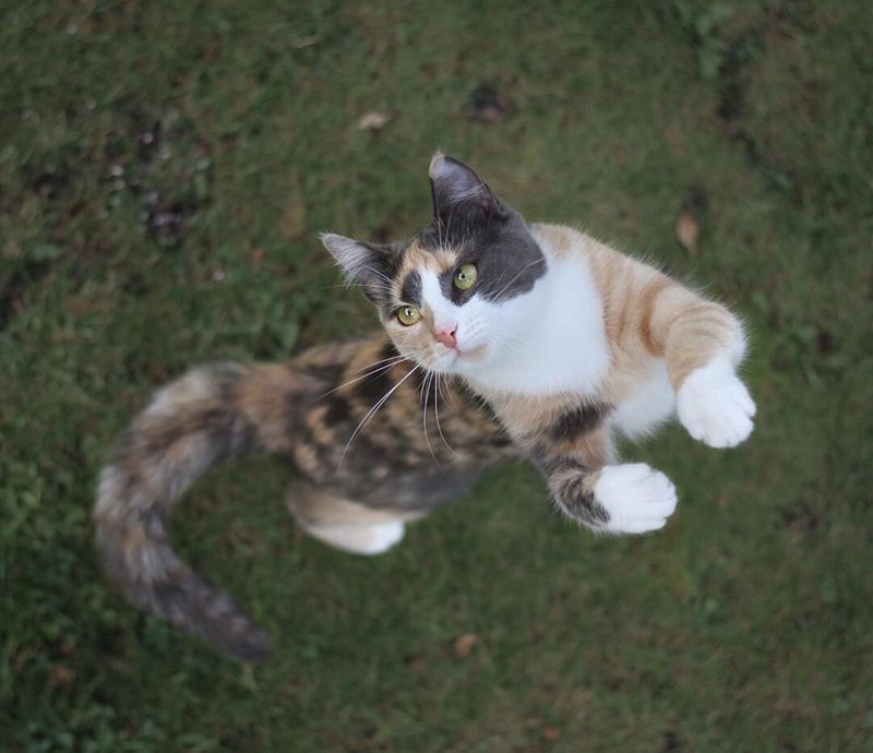 Tortoiseshell
